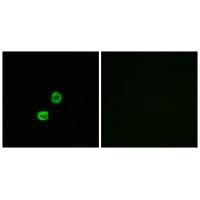 GCNT7 Antibody