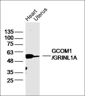 GCOM1 antibody
