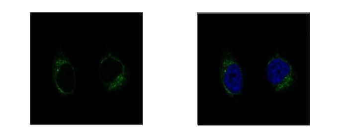 GCP2 antibody