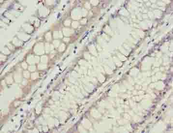 GCSAML Antibody