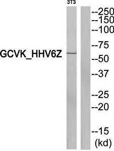 GCVK_HHV6Z antibody