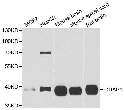 GDAP1 antibody