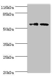 GDAP2 Antibody