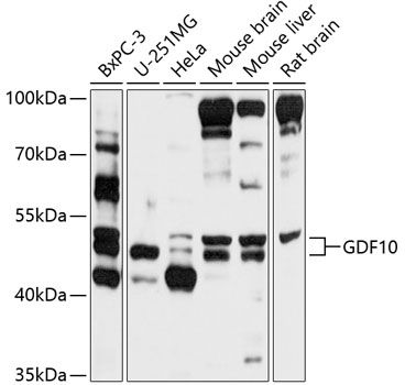 GDF10 antibody