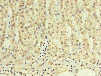 GDF15 Monoclonal Antibody