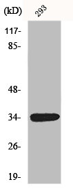 GDF15 antibody