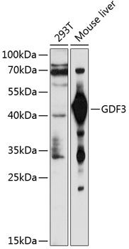 GDF3 antibody