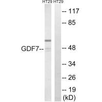 GDF7 antibody