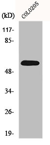 GDF9 Antibody