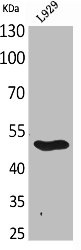 GDF9 Antibody