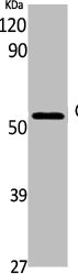 GDI1 antibody