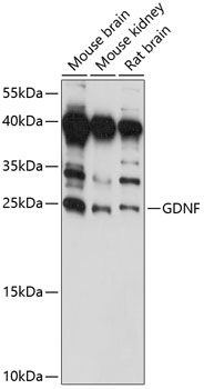 GDNF antibody