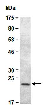 GDNF (C) Antibody, Rabbit Polyclonal