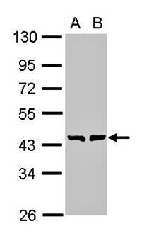 GDP-mannose 4,6-dehydratase antibody