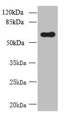 GDPD2 Antibody