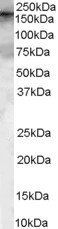Goat anti-GEF5 Antibody