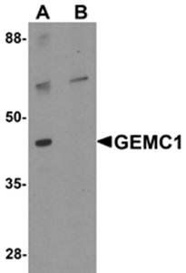 GEMC1 Antibody