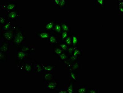 GEMIN2 antibody