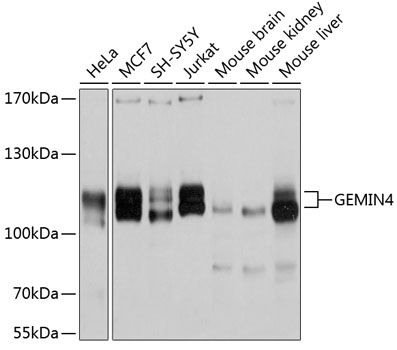 GEMIN4 antibody
