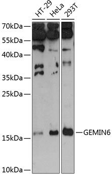 GEMIN6 antibody