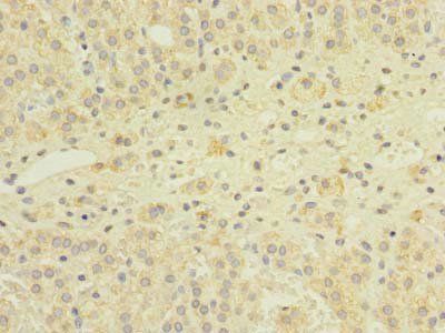 GEMIN8 Antibody