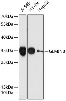 GEMIN8 antibody