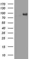 Geminin (GMNN) antibody