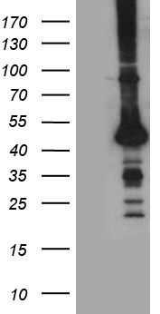 Genethonin 1 (STBD1) antibody