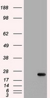 Genethonin 1 Antibody