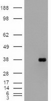 Genethonin 1 (STBD1) antibody