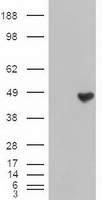 Genethonin 1 Antibody