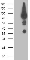 Gephyrin (GPHN) antibody
