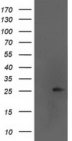 Gephyrin Antibody