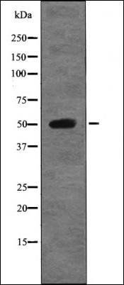 GFAP (Phospho-Ser13) antibody