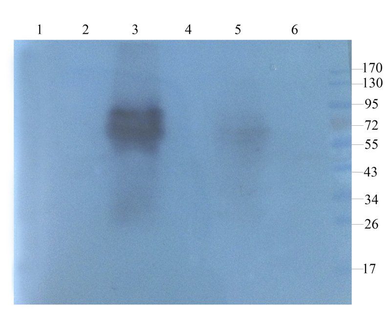 GFAP antibody