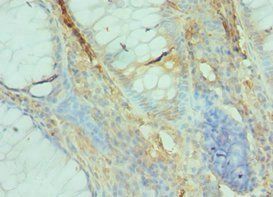 GFER Antibody