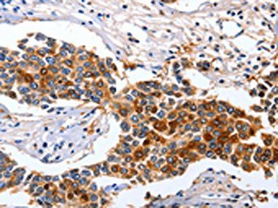 GFER Antibody
