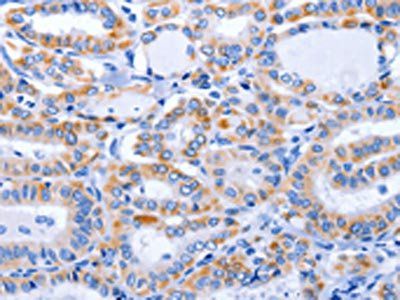 GFER Antibody