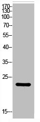 GFER Antibody