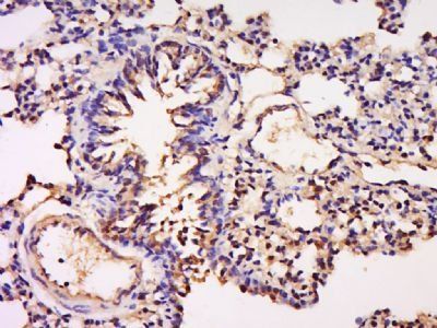 GFI1 antibody