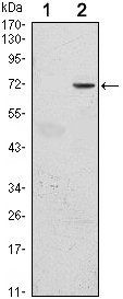 GFI1 Antibody