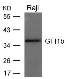 GFI1B Antibody