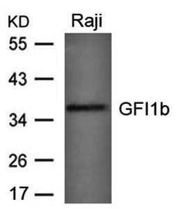GFI1b Antibody