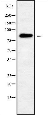 GFM1 antibody