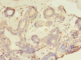 GFOD2 Antibody