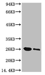 GFP Monoclonal Antibody