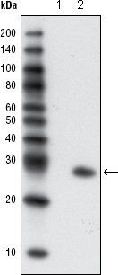 GFP Antibody