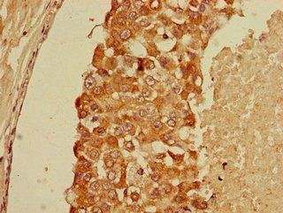 GFRA1 Antibody