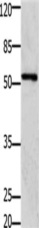 GFRA1 Antibody