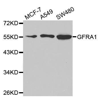 GFRA1 antibody